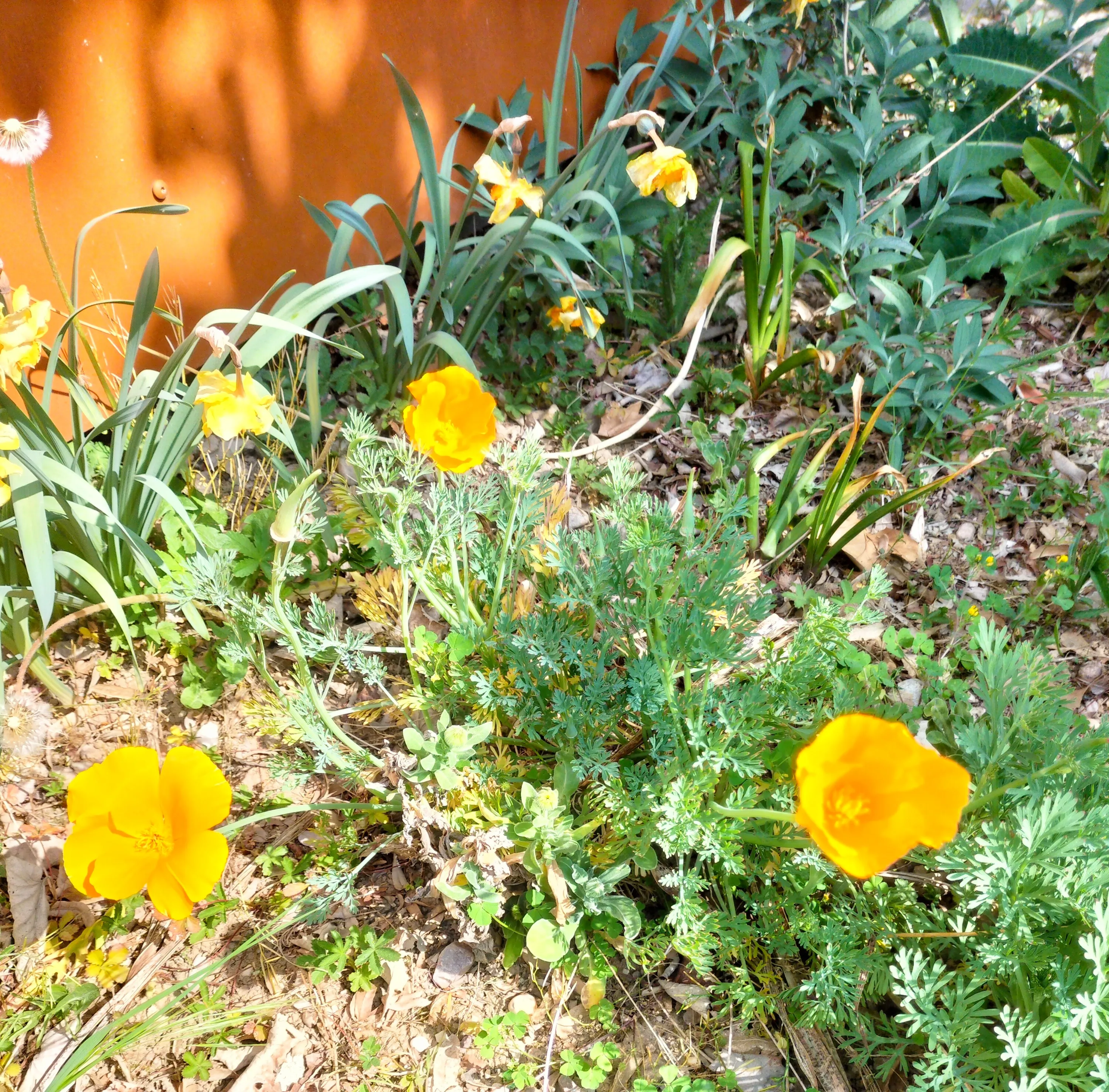fleurs-1.webp