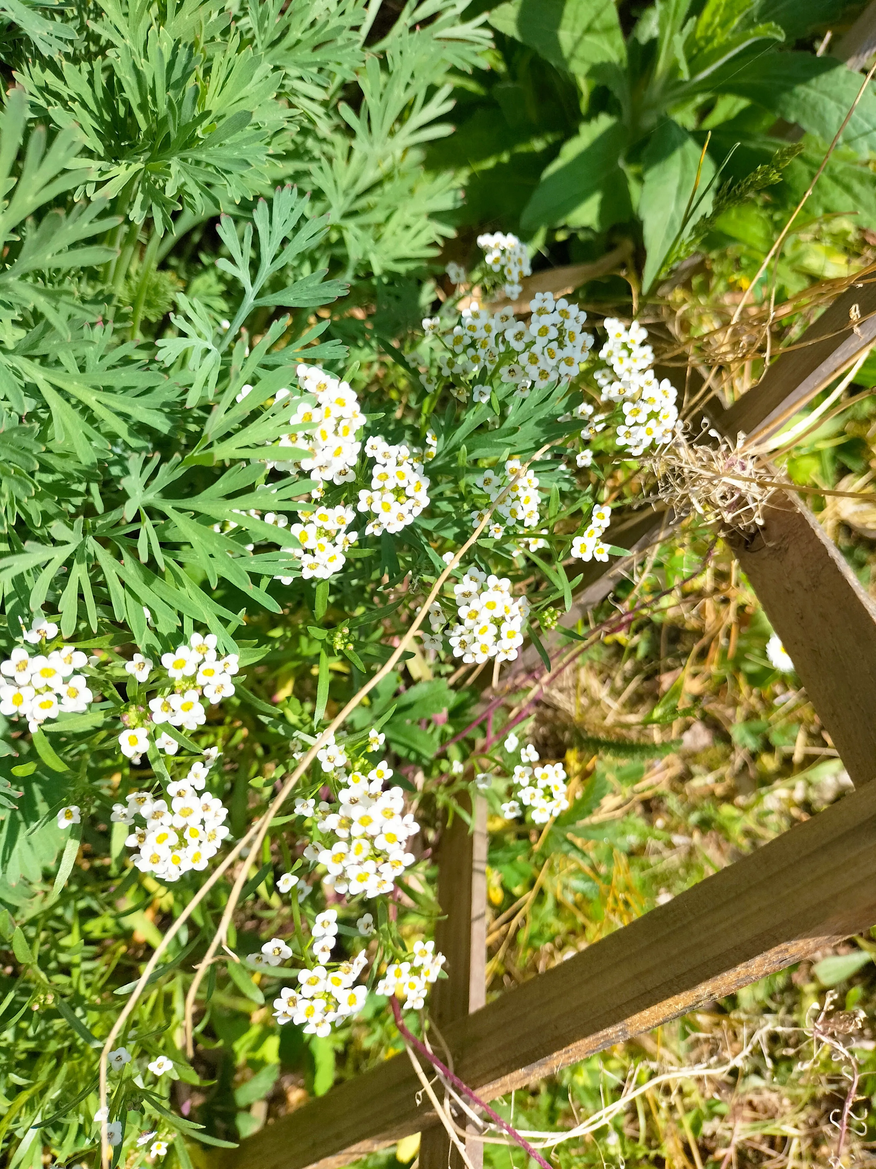 fleurs-2_1.webp