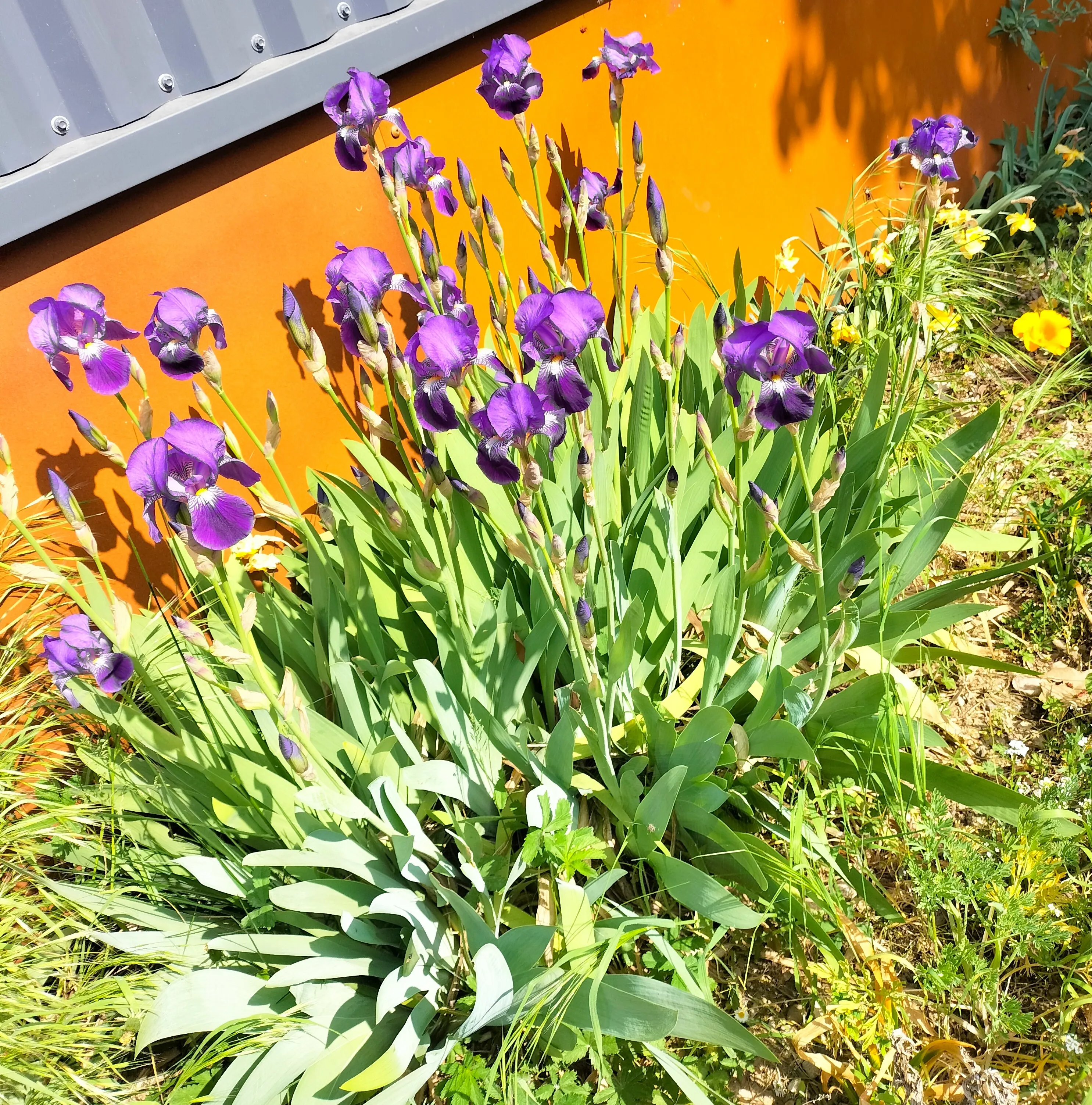 fleurs-3_1.webp