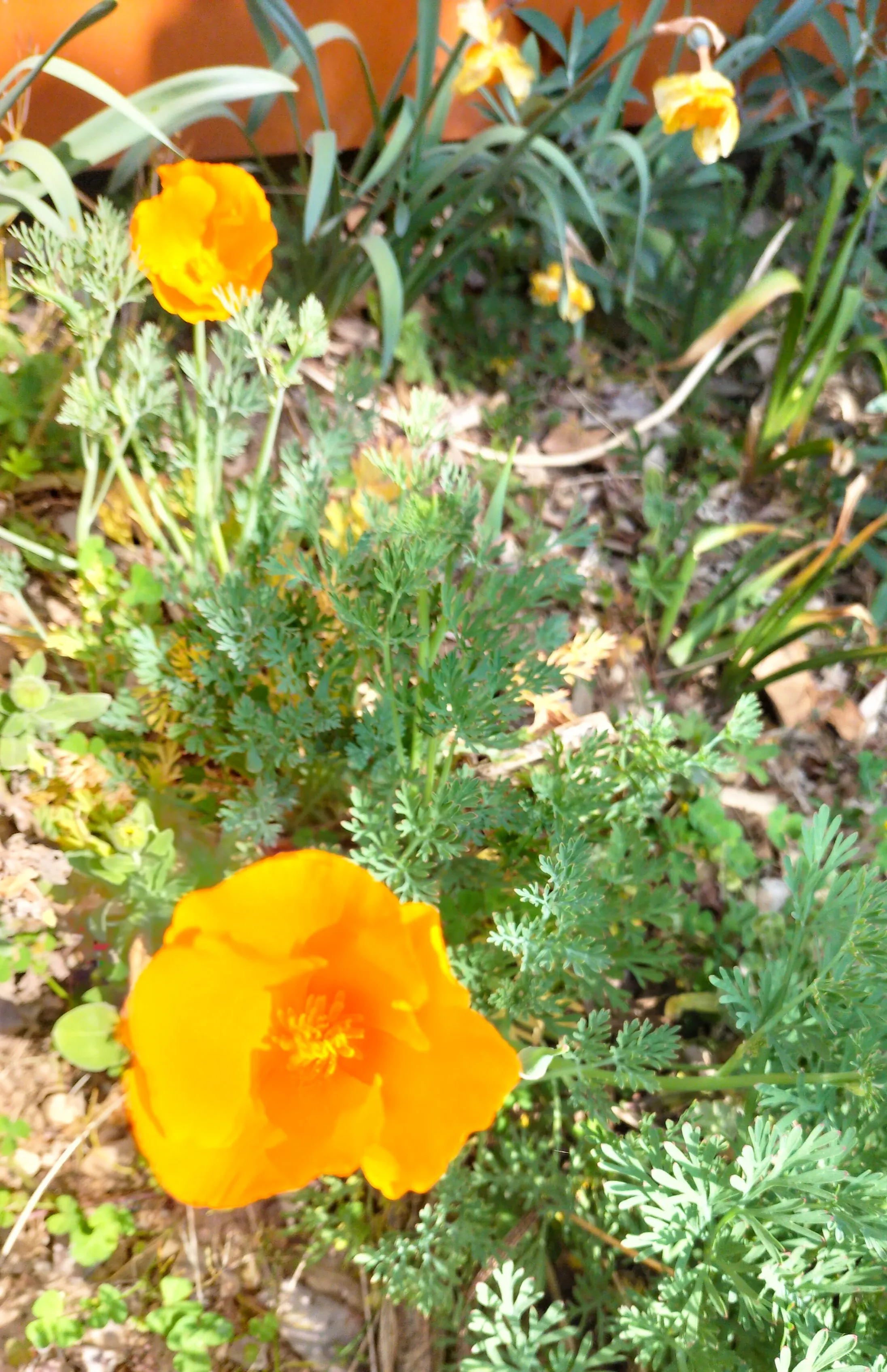 fleurs.webp